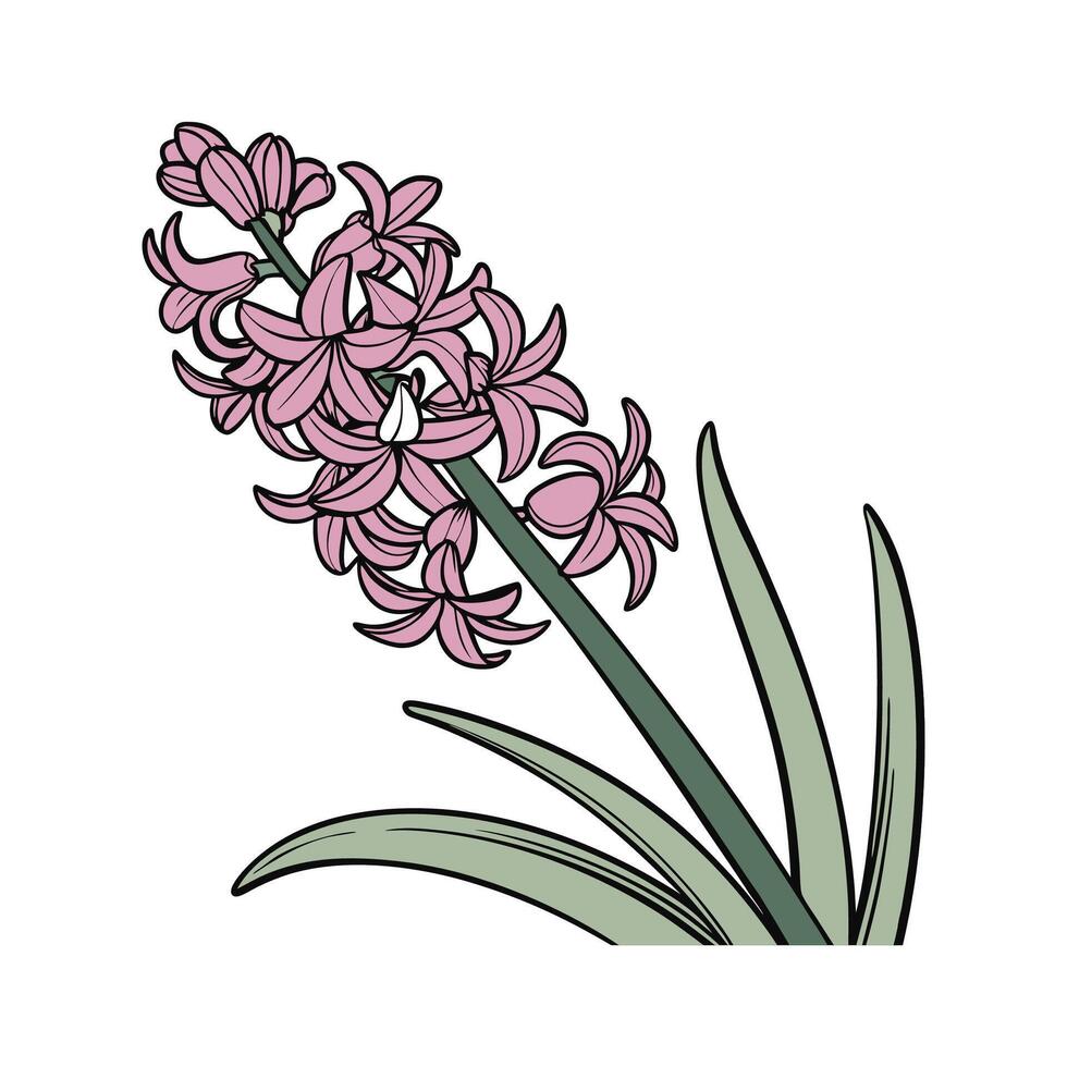 Stunning Hyacinth Illustration on Bright White vector