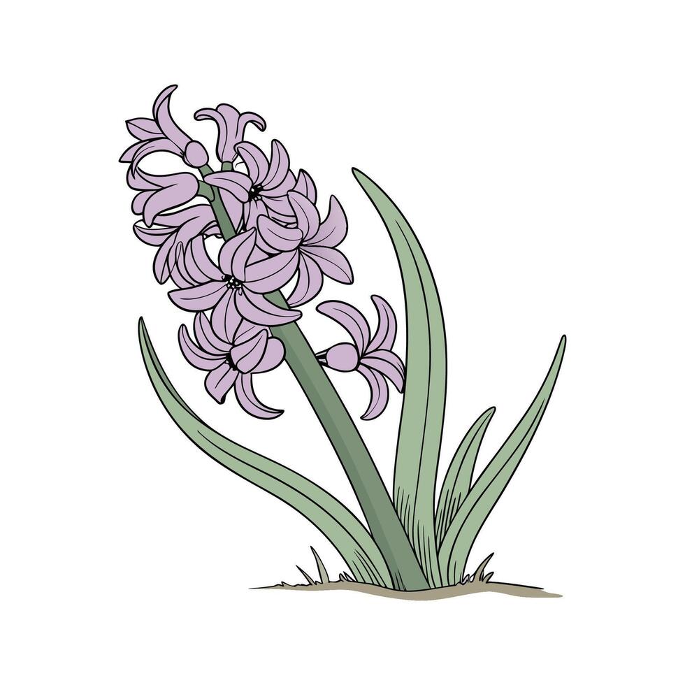 Beautiful Hyacinth Flower Illustration on Clean White vector