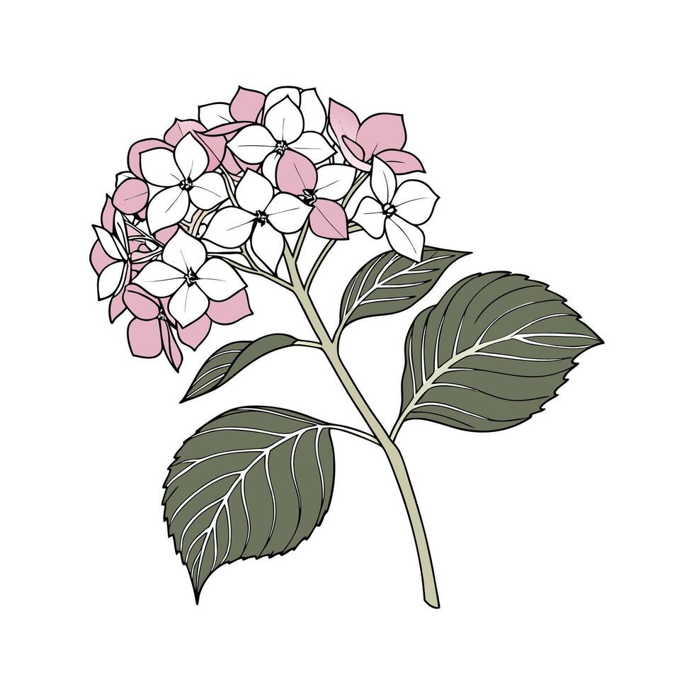 Vibrant Hydrangea Design on Bright White Background vector