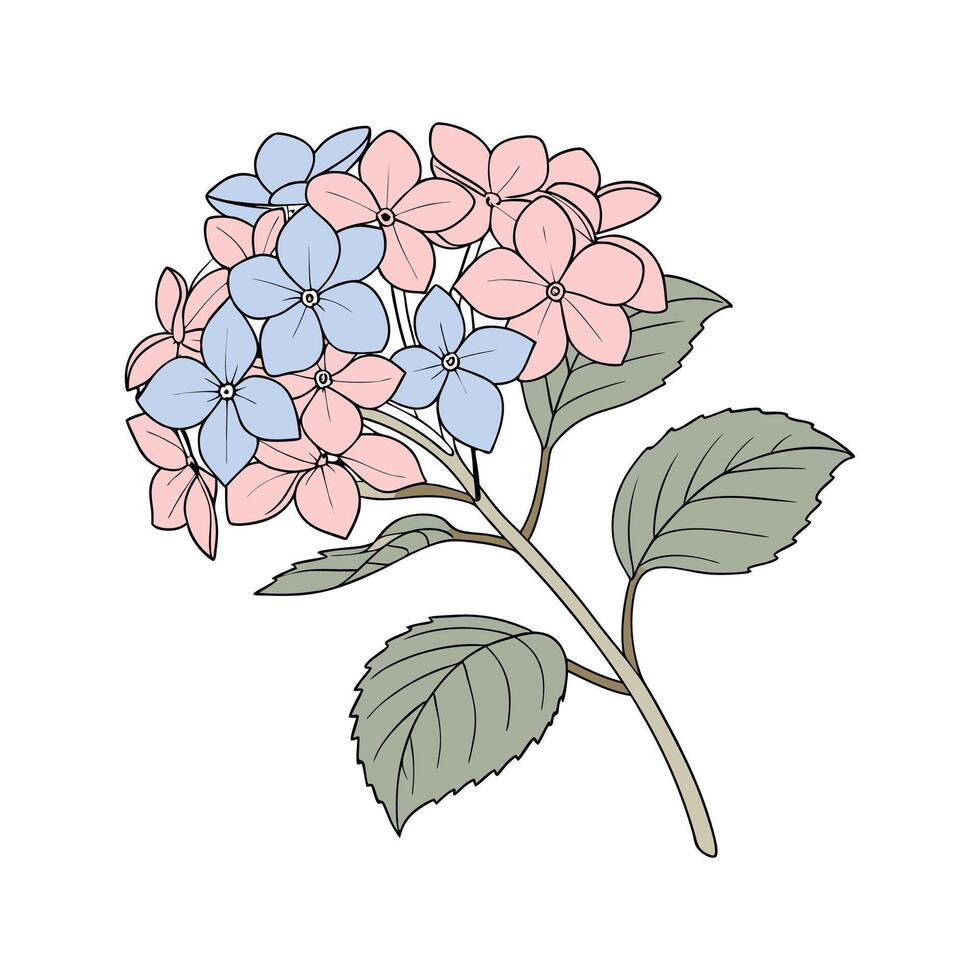 Stunning Hydrangea Flower on Bright White Canvas vector