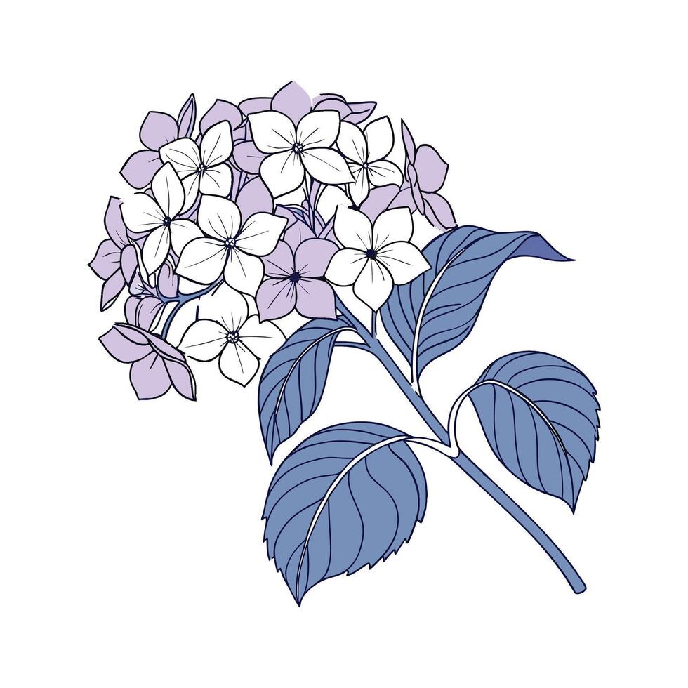 Charming Hydrangea Floral Illustration on Clean White vector