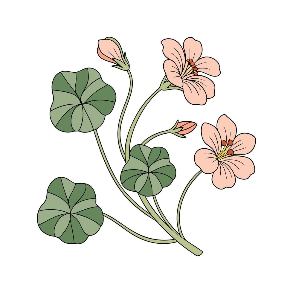 Stunning Indian Cress Flower on Bright White Background vector
