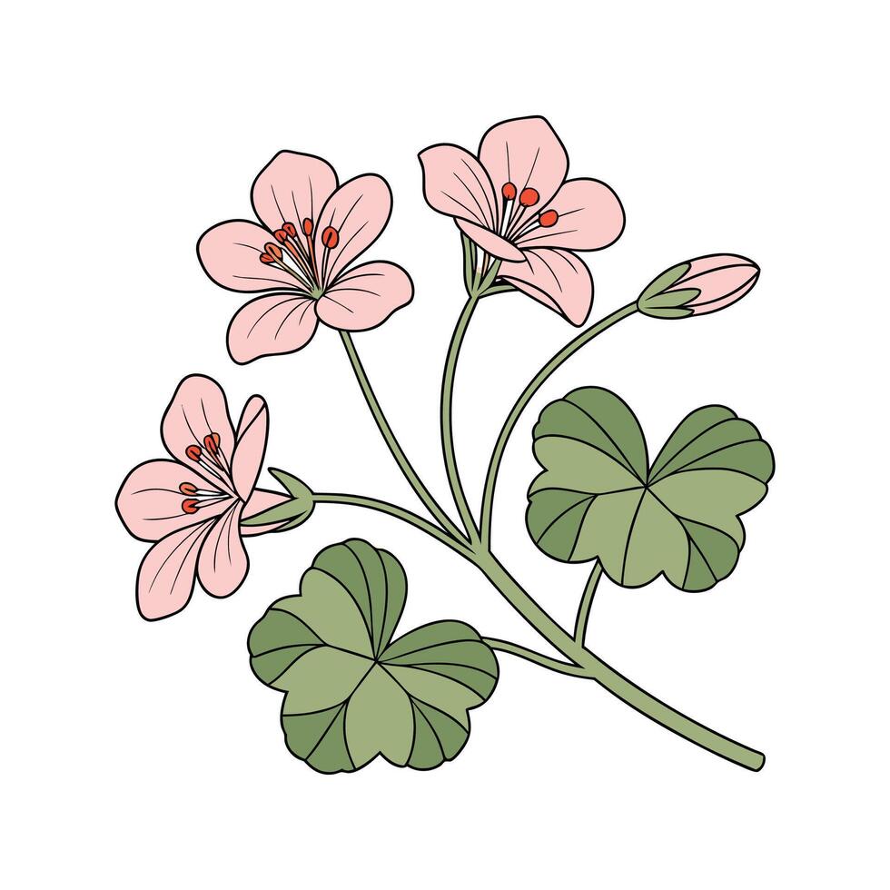 Charming Indian Cress Floral Design on White vector
