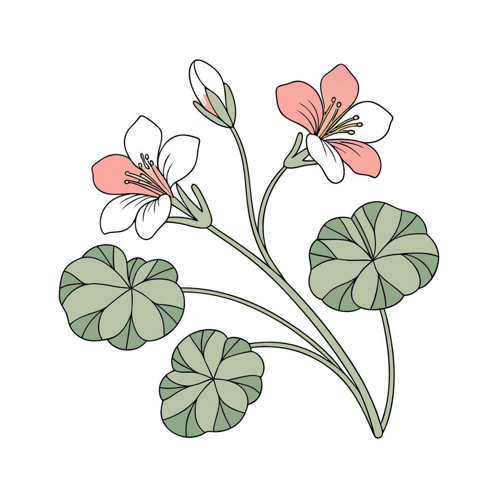 Charming Indian Cress Floral Illustration on White vector