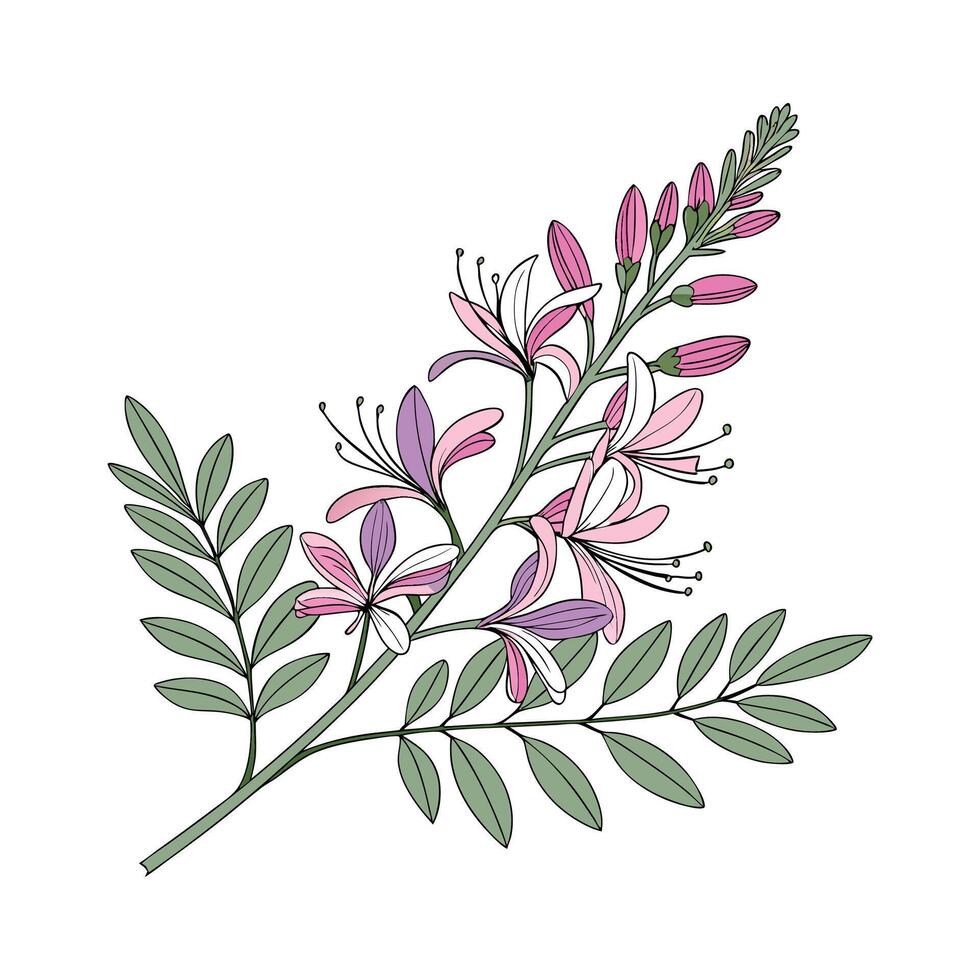 Stunning Indigofera Floral Design on Clean White vector