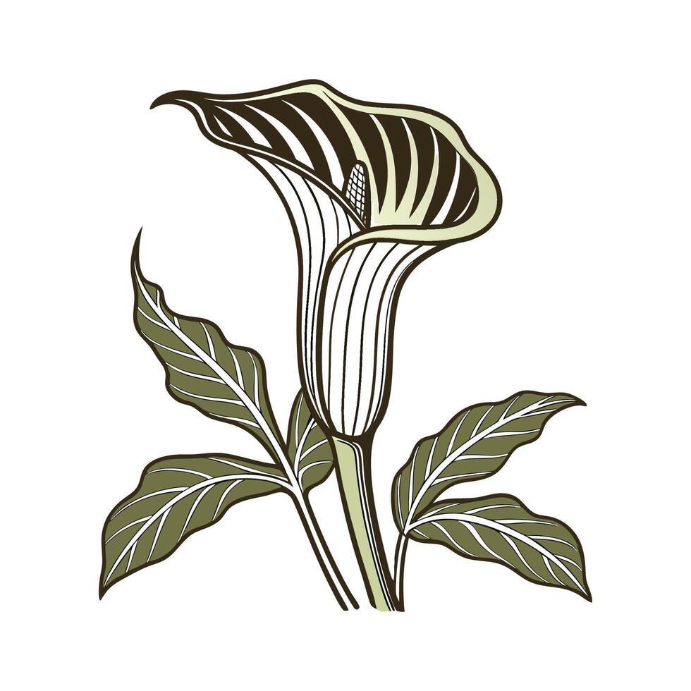 Unique JackinthePulpit Design on White vector