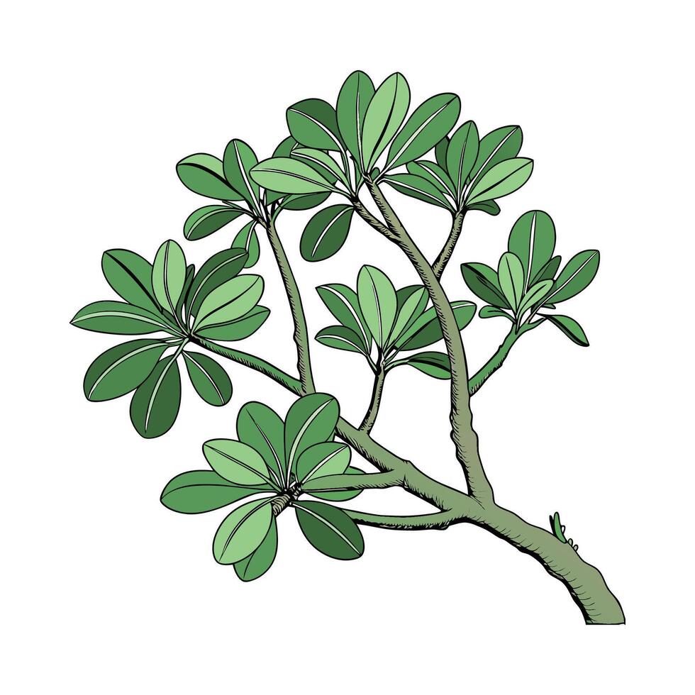 Vibrant Jade Plant Design on White vector