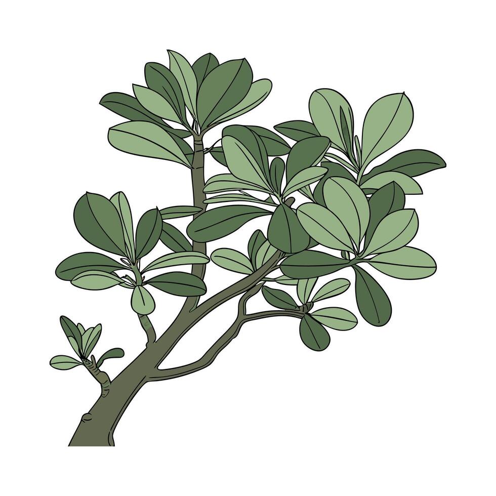 Charming Jade Plant Artwork on White vector