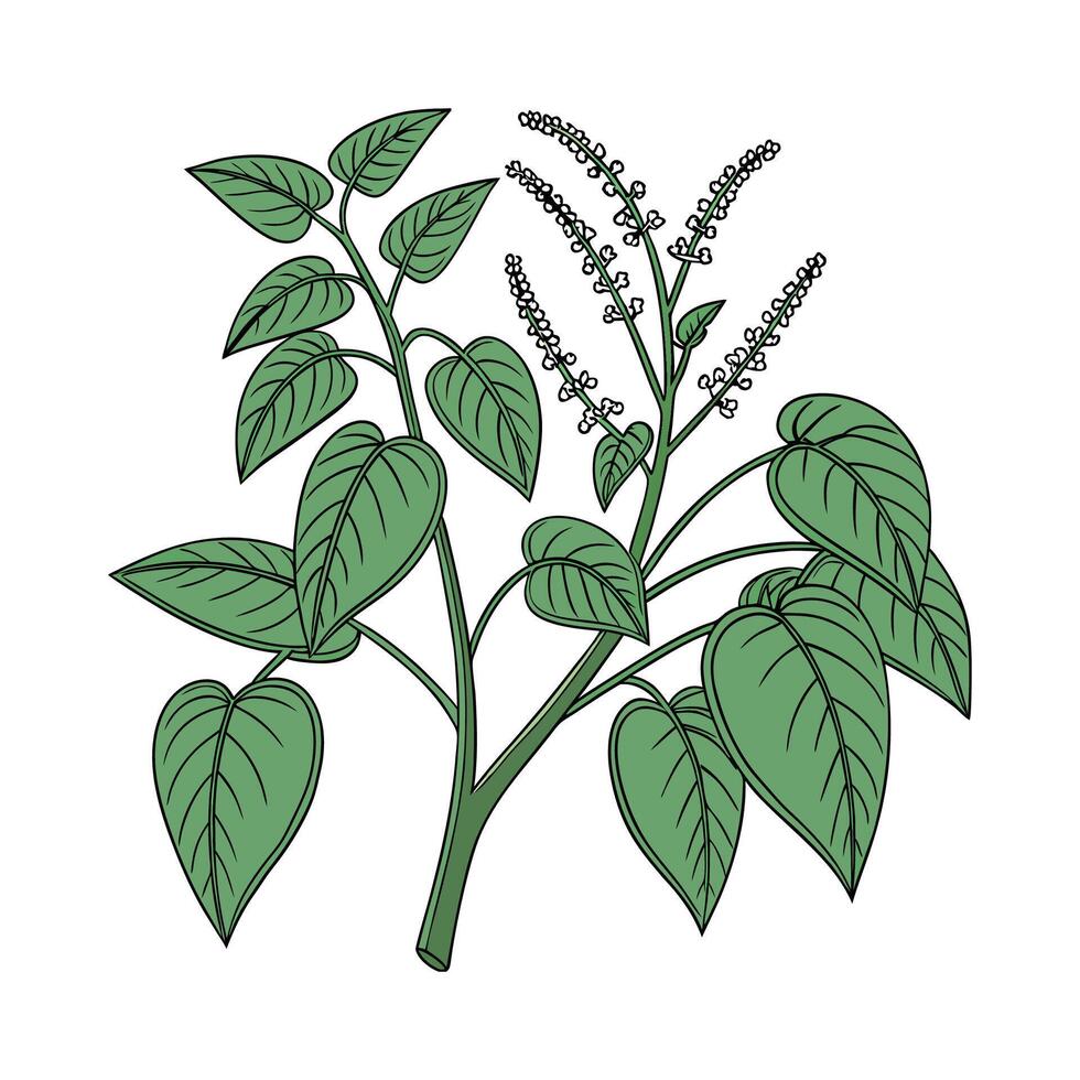 Beautiful Japanese Knotweed Artwork vector
