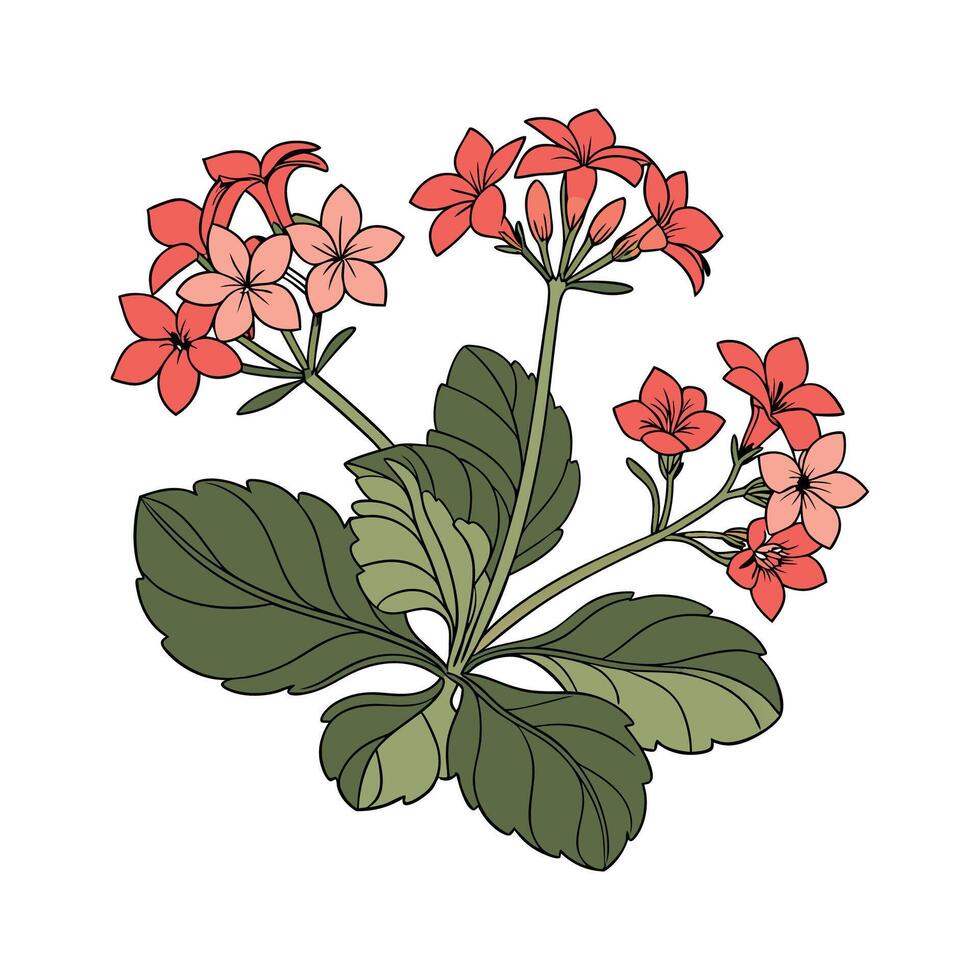 Elegant Kalanchoe Flower Illustration vector