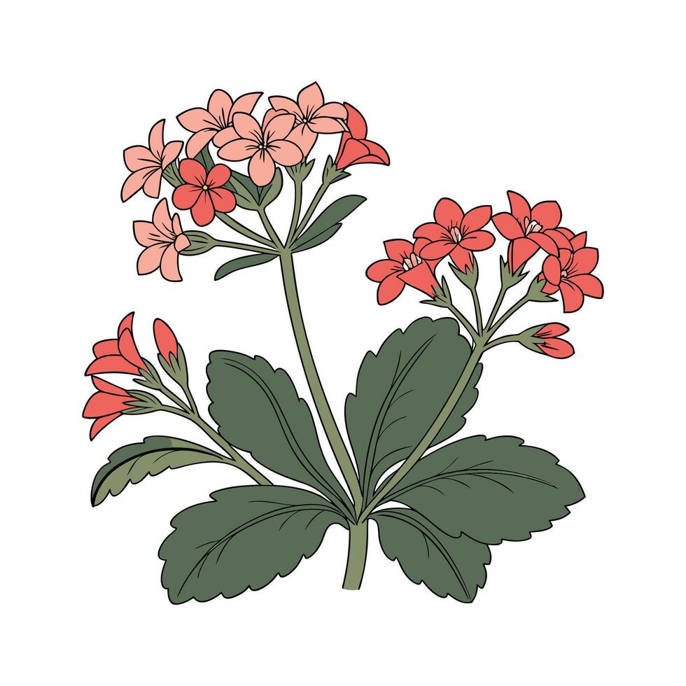 Stunning Kalanchoe Design on White vector
