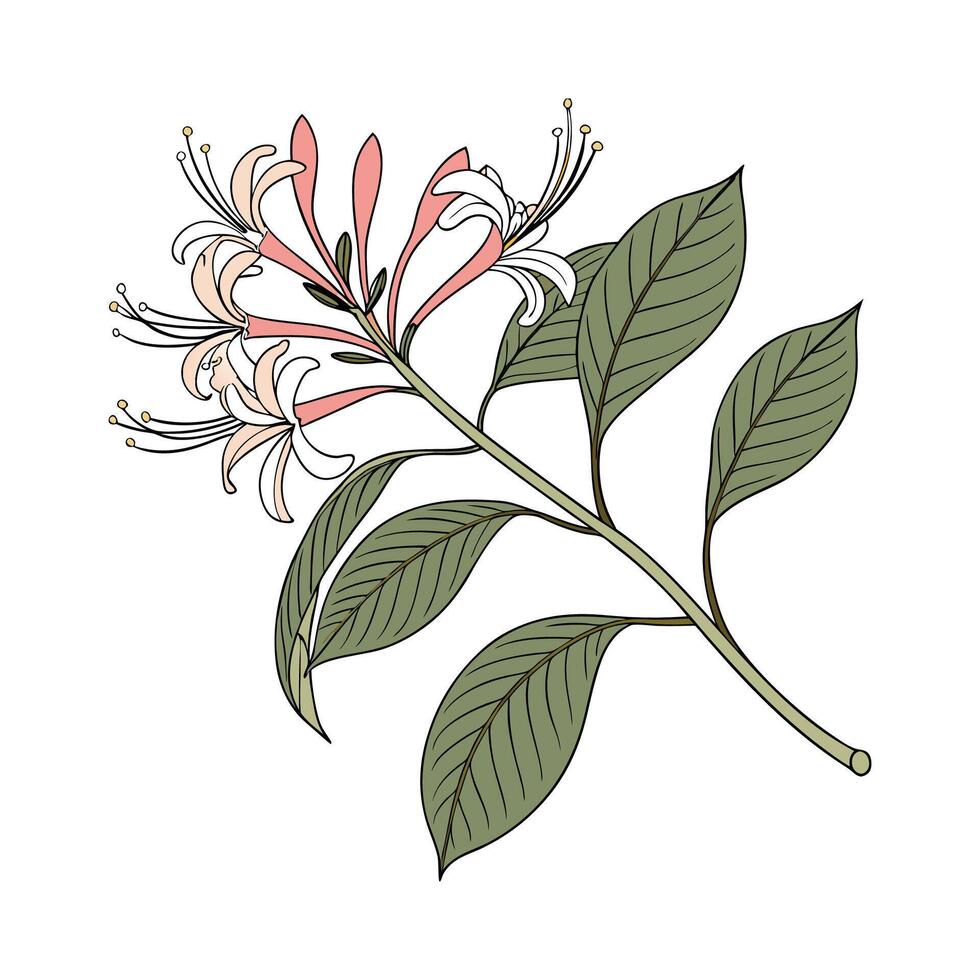 Charming Knotweed Flower Design. vector