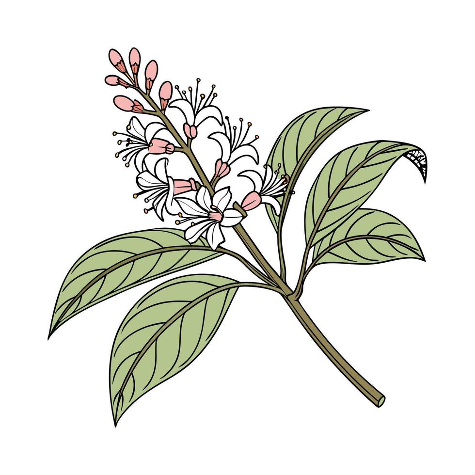 Stylish Knotweed Floral Artwork vector