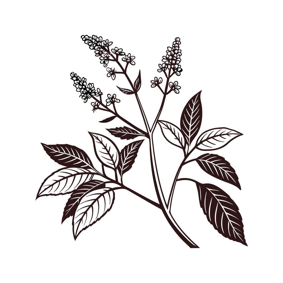 Artistic Knotweed Design on White. vector