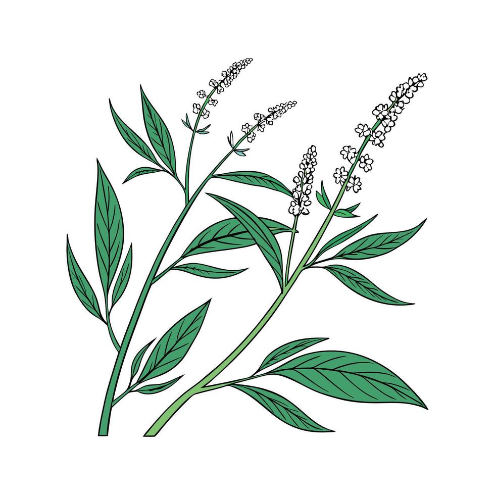 Vibrant Knotweed Plant Artwork vector
