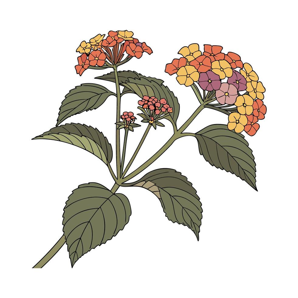Charming Lantana Camara Floral Artwork vector