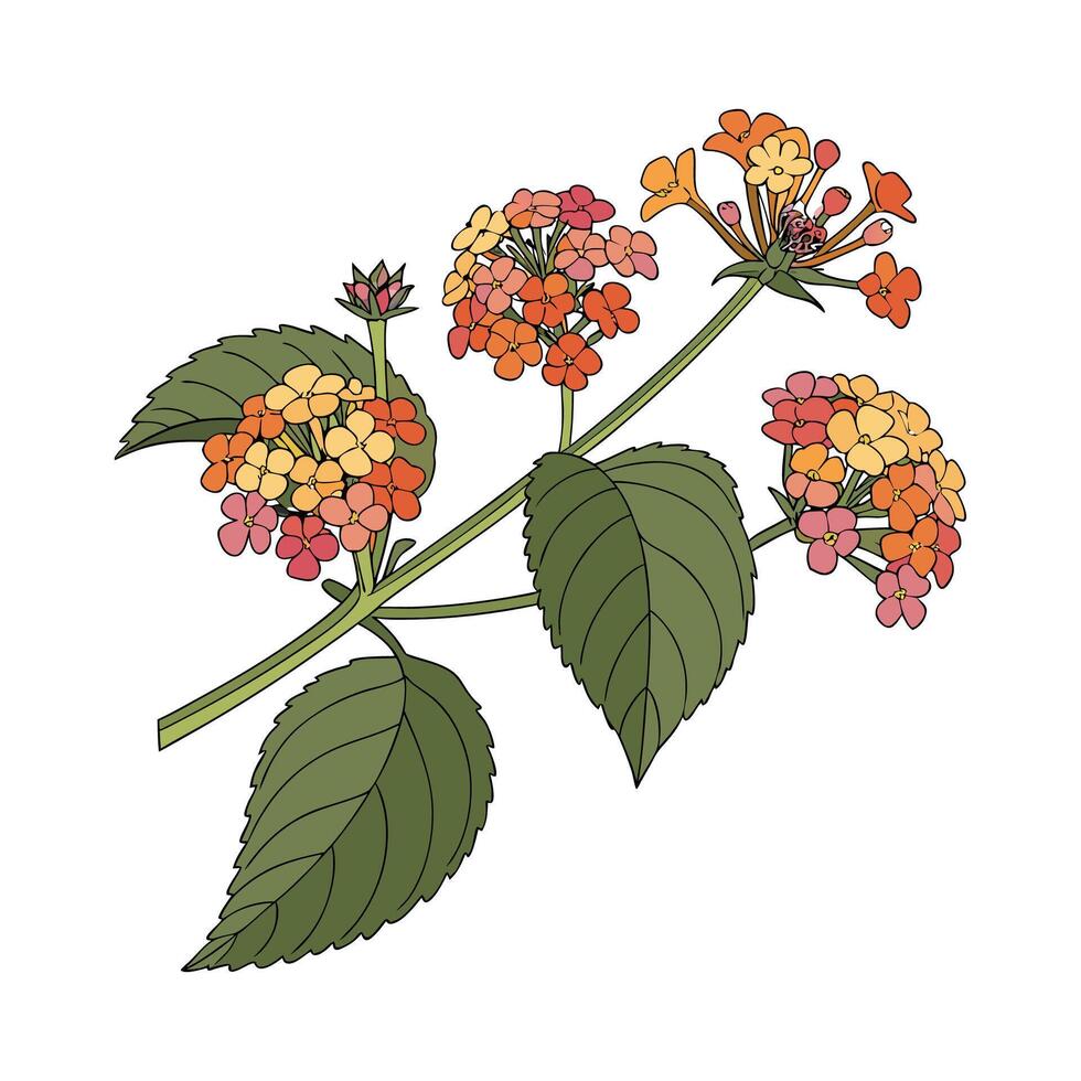 Elegant Lantana Camara Flower Design vector