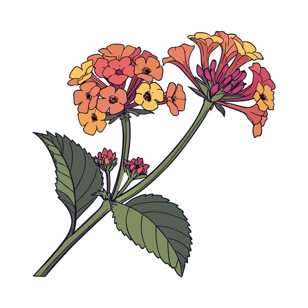 Artistic Lantana Floral Design on White vector