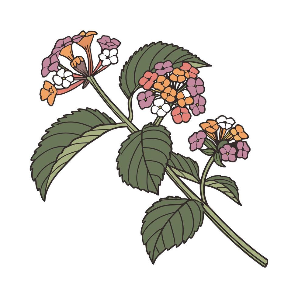 Stylish Lantana Blossom Artwork vector
