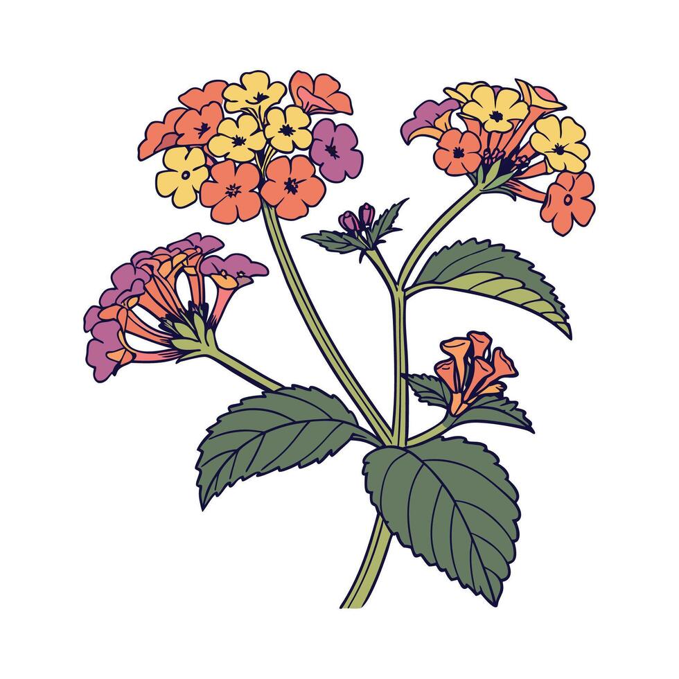 Vibrant Lantana Plant Artwork. vector