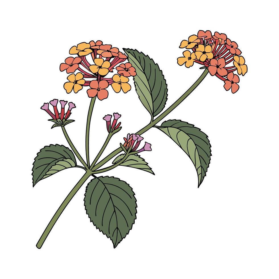 Vibrant Lantana Flower Artwork vector