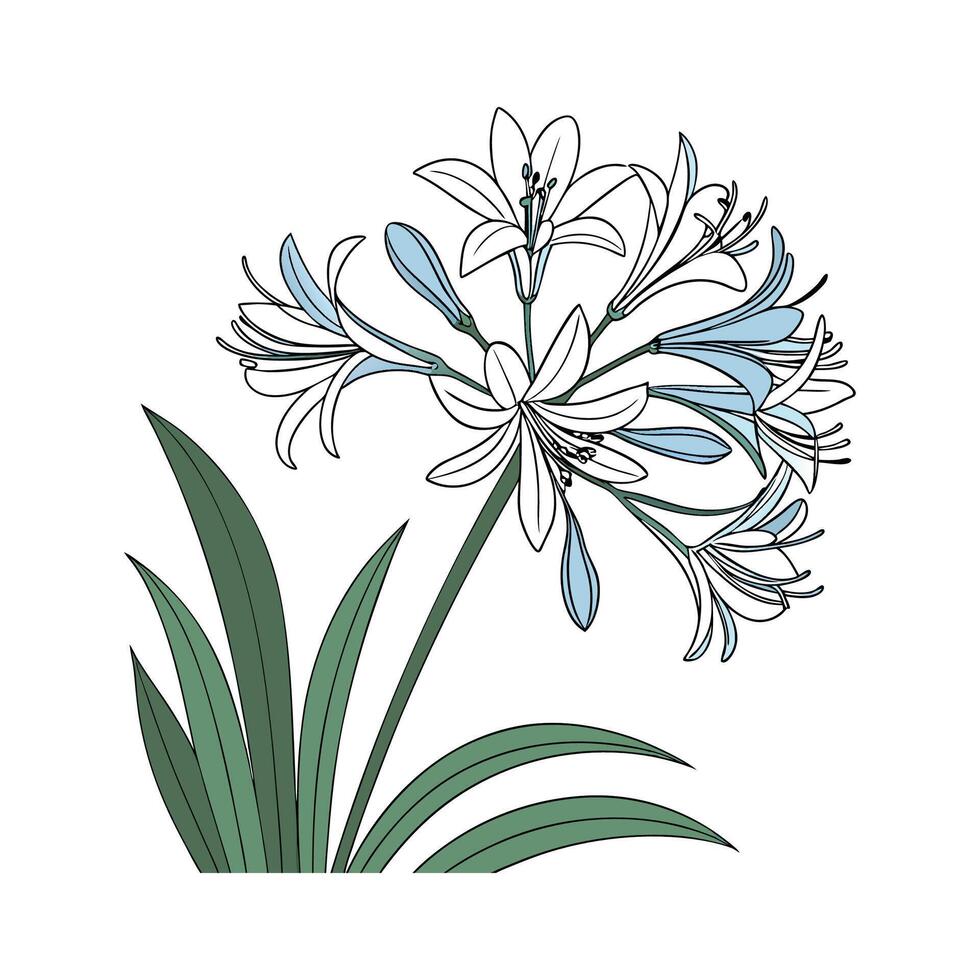 Elegant Lily of the Nile Illustration vector