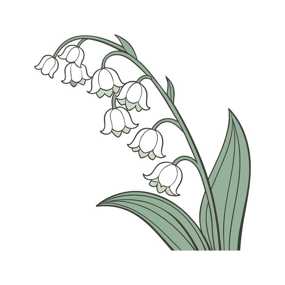 Stylish Lily of the Valley Illustration vector