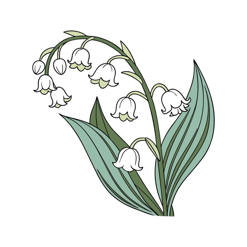 Elegant Lily of the Valley Flower Design vector