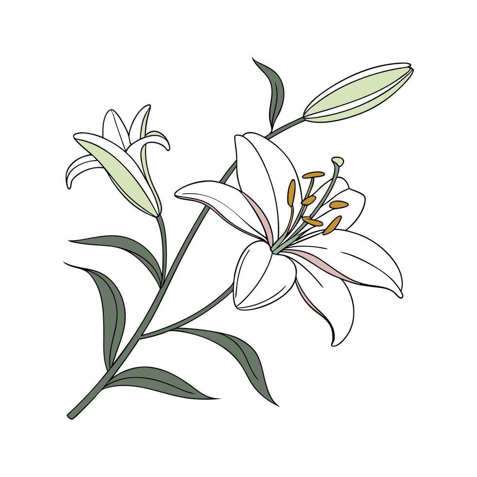 Charming Lily Artwork on White vector