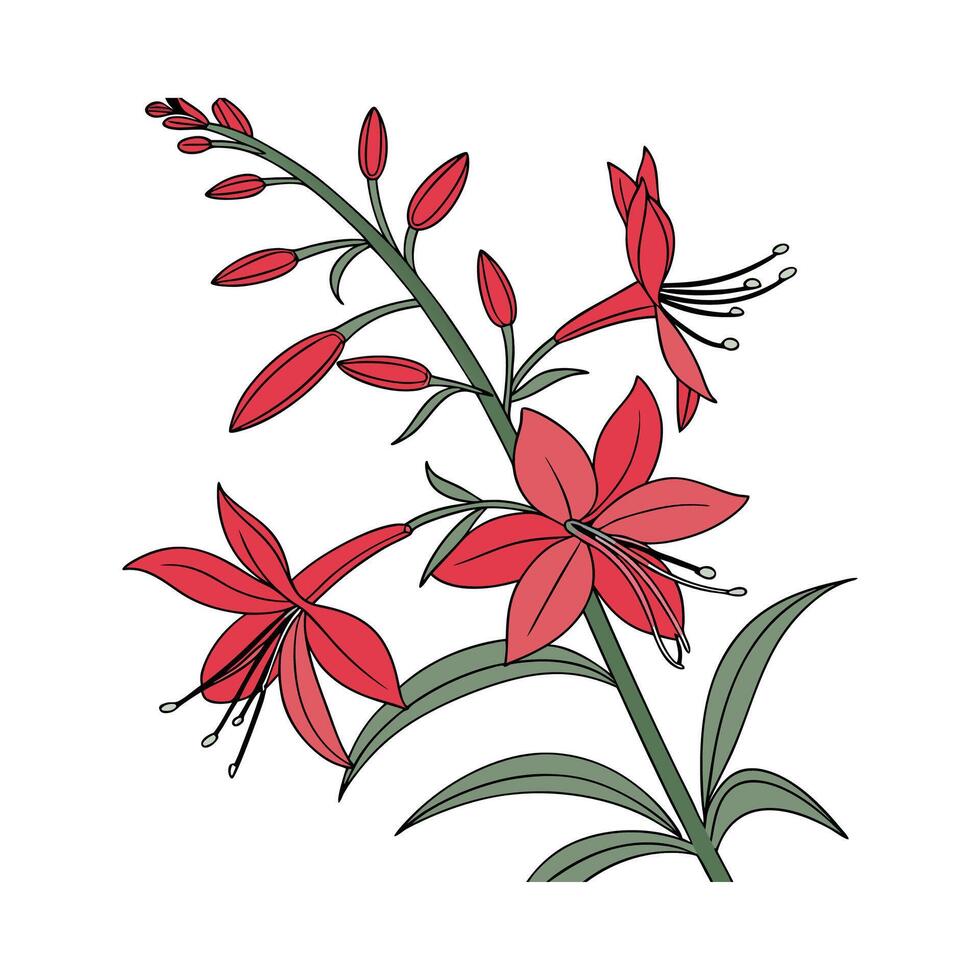 Elegant Lobelia Cardinalis Flower Design vector