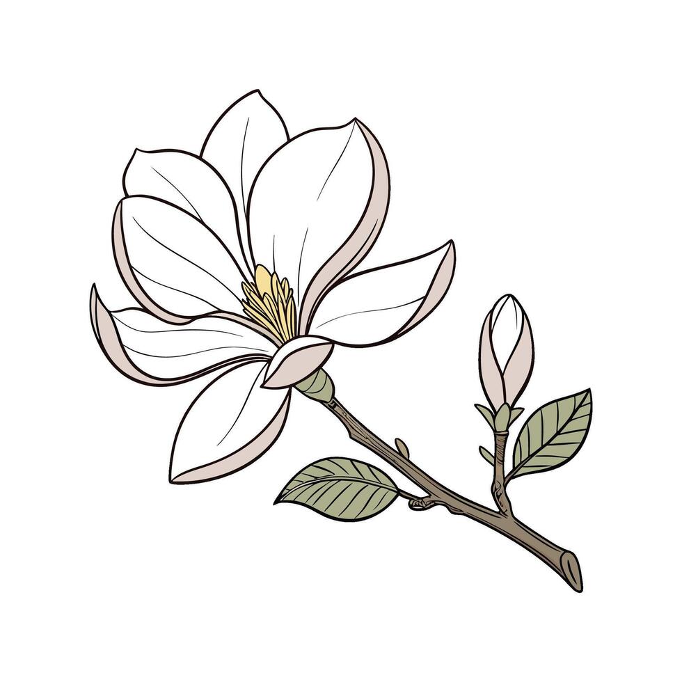 Stylish Magnolia Flower Illustration vector