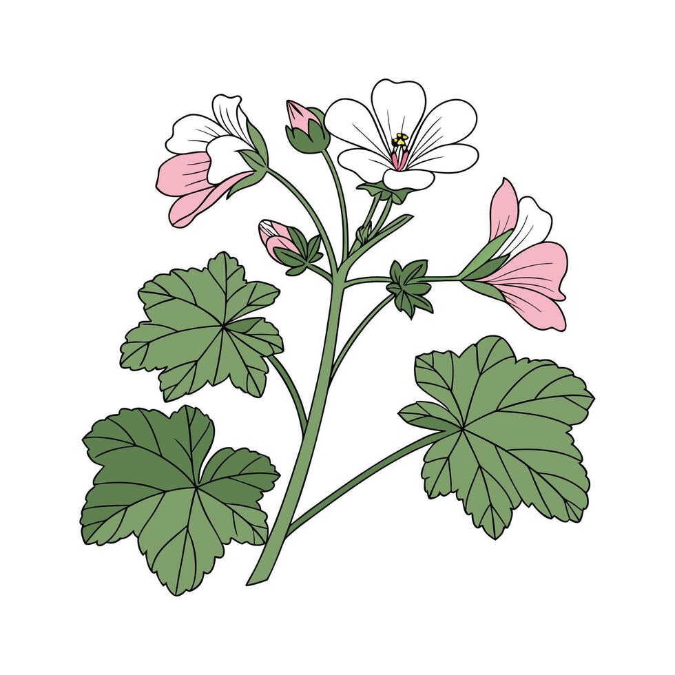 Beautiful Malva Design on White vector