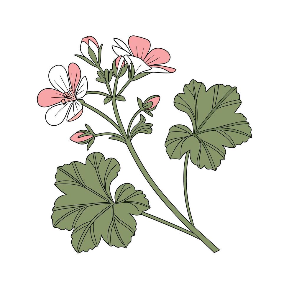 Vibrant Malva Flower Design vector