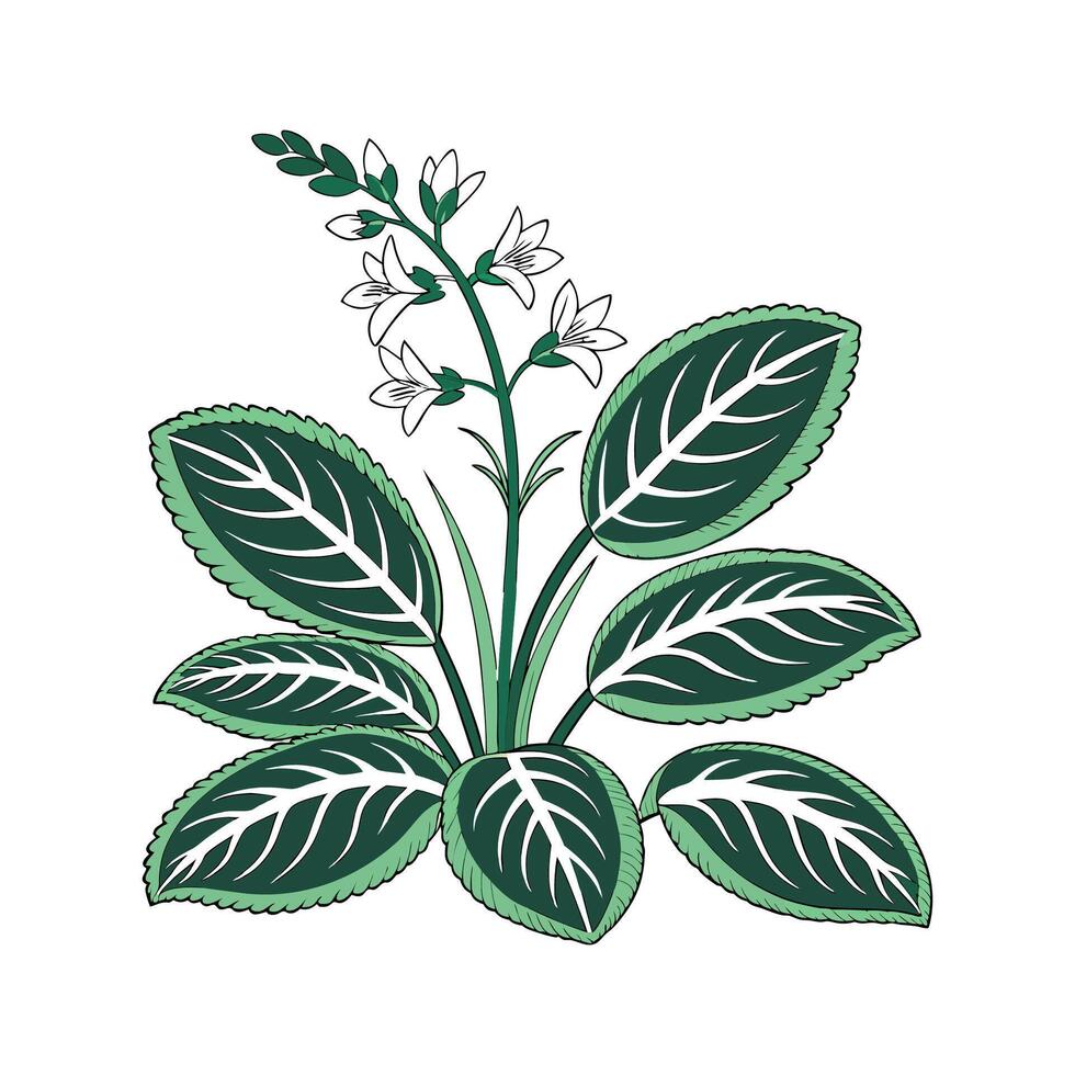 Charming Maranta Design on White vector
