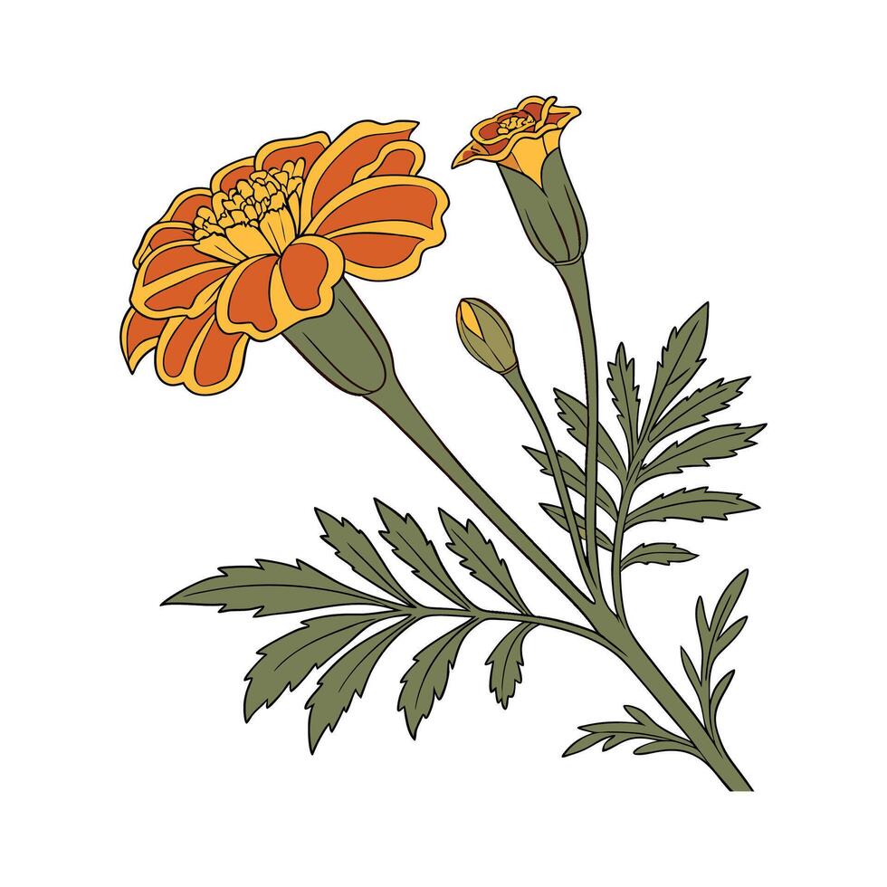 Elegant Marigold Flower Design vector