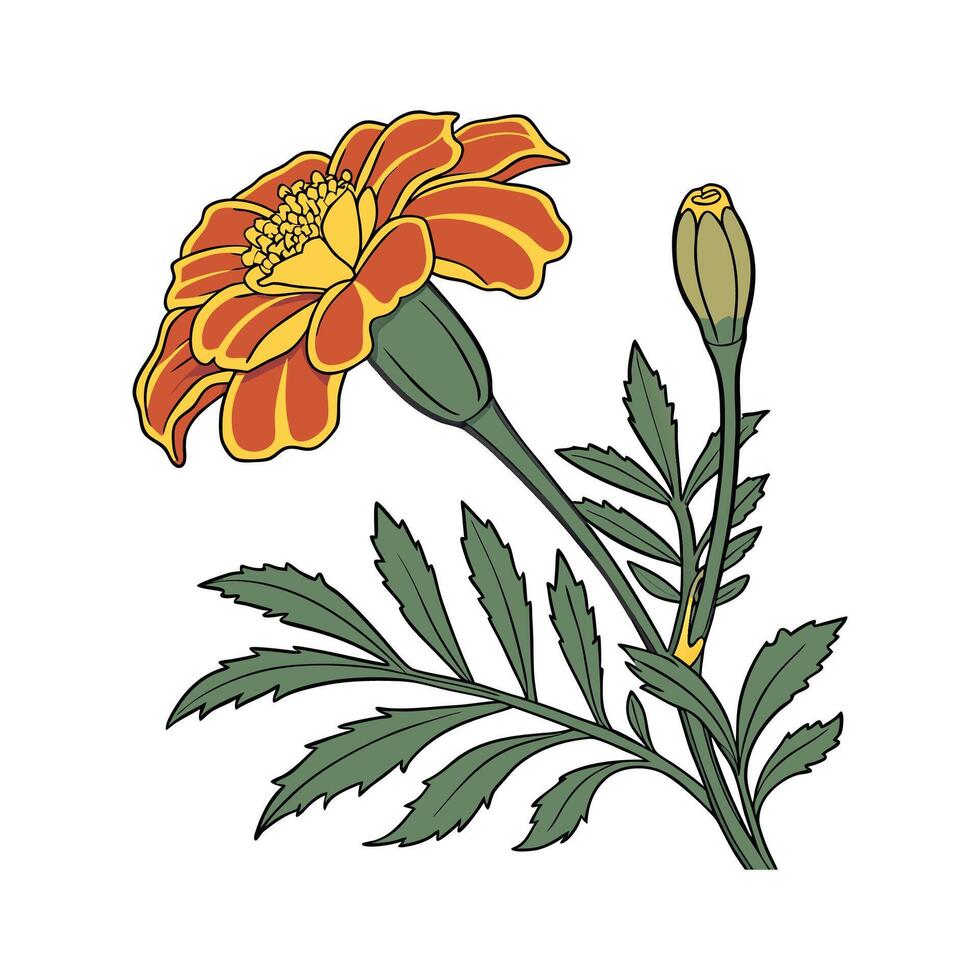 Elegant Marigold Floral Design vector