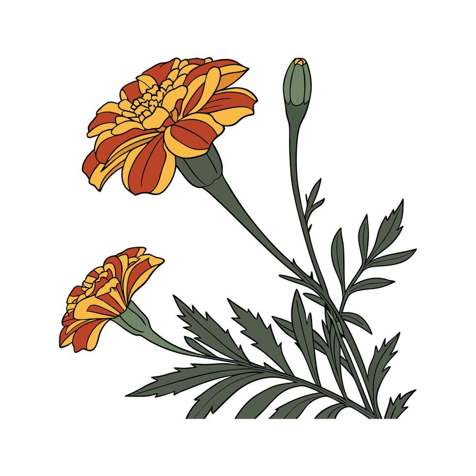 Stylish Marigold Design on White vector