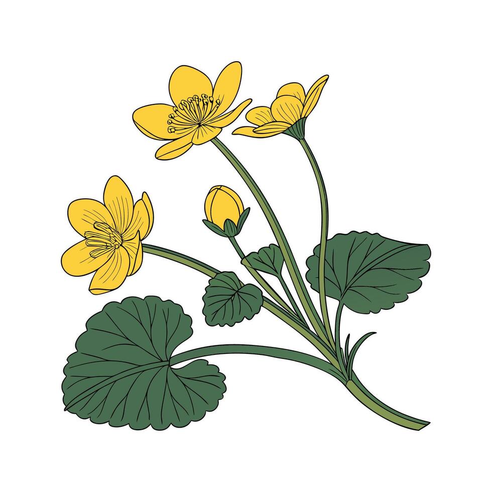 Vibrant Marsh Marigold Floral Artwork vector