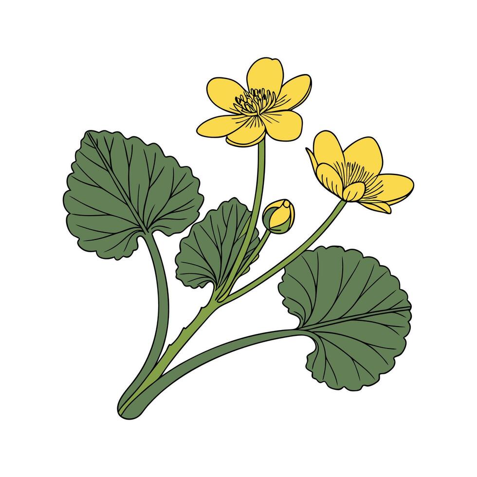Charming Marsh Marigold Design vector