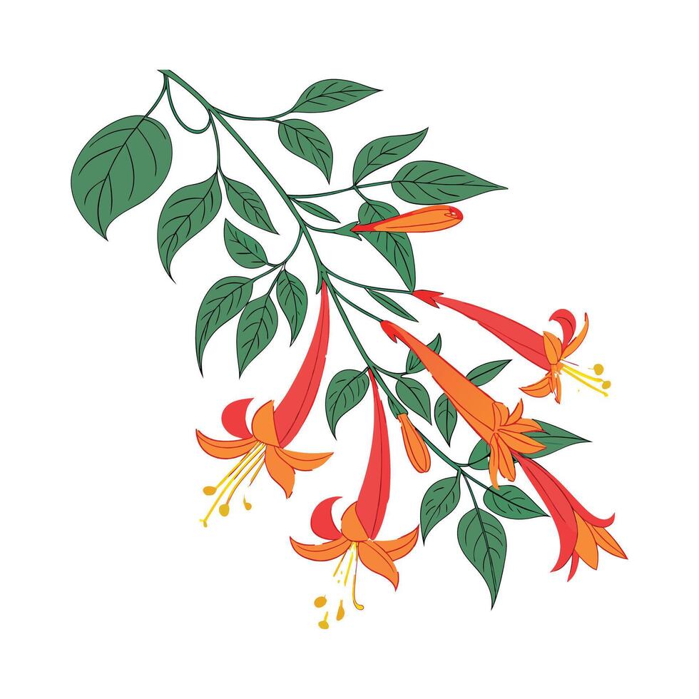 Elegant Mexican Flame Vine Flower Design vector