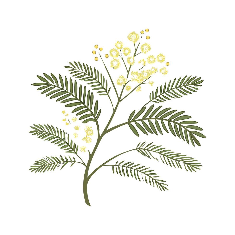 Stylish Mimosa Flower Design vector