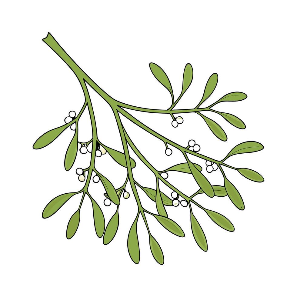 Vibrant Mistletoe Cactus Floral Artwork vector