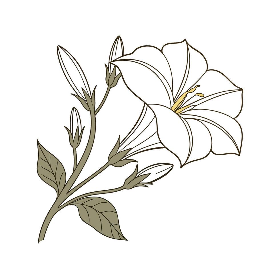 Stylish Moonflower Illustration vector