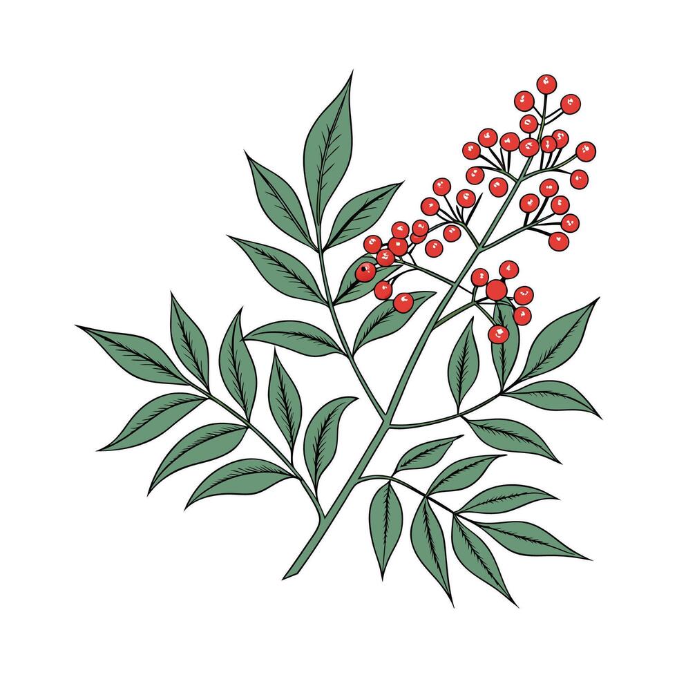 Vibrant Nandina Floral Artwork vector