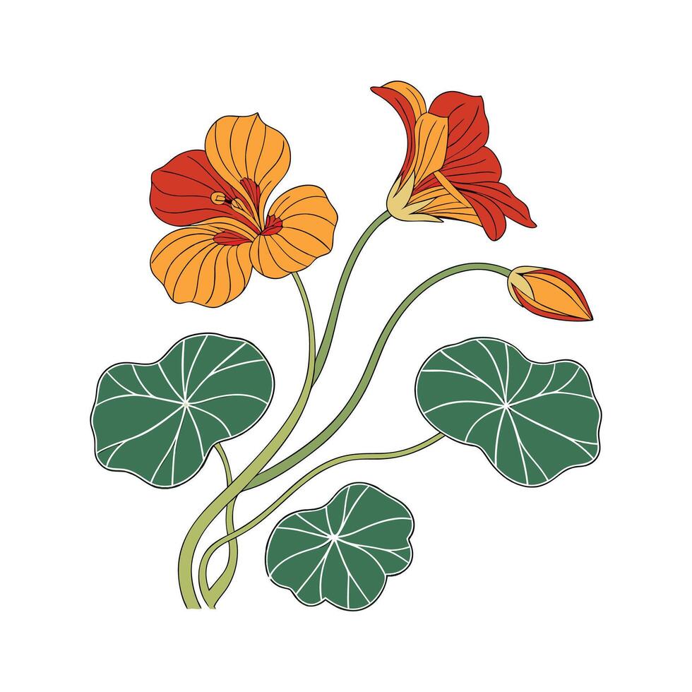 Charming Nasturtium Flower Design vector