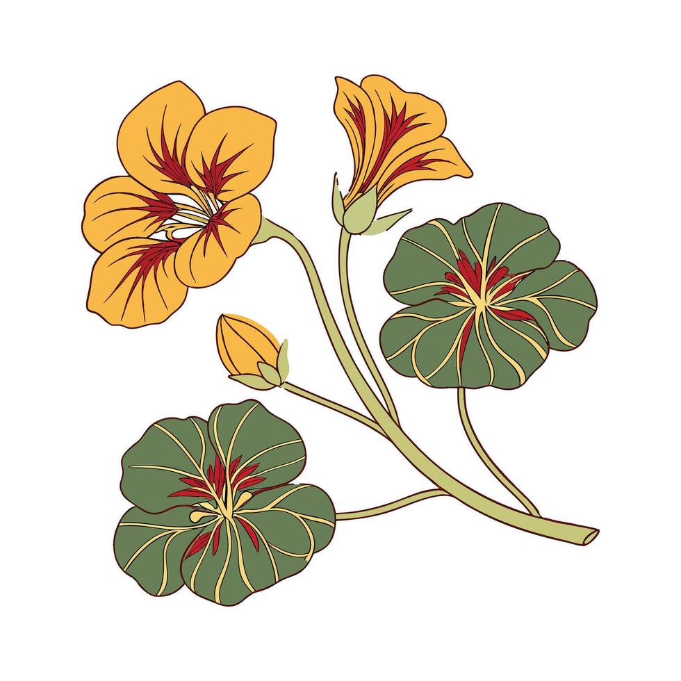 Vibrant Nasturtium Floral Artwork vector