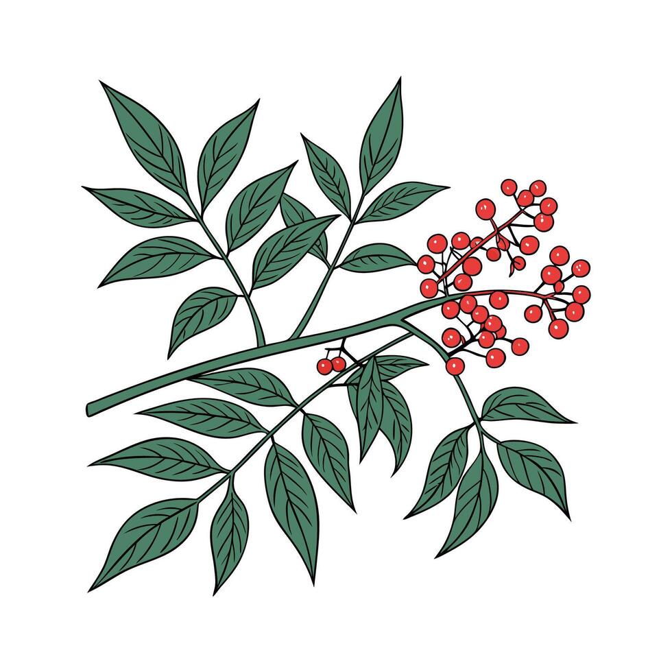 Stylish Nandina Flower Illustration vector