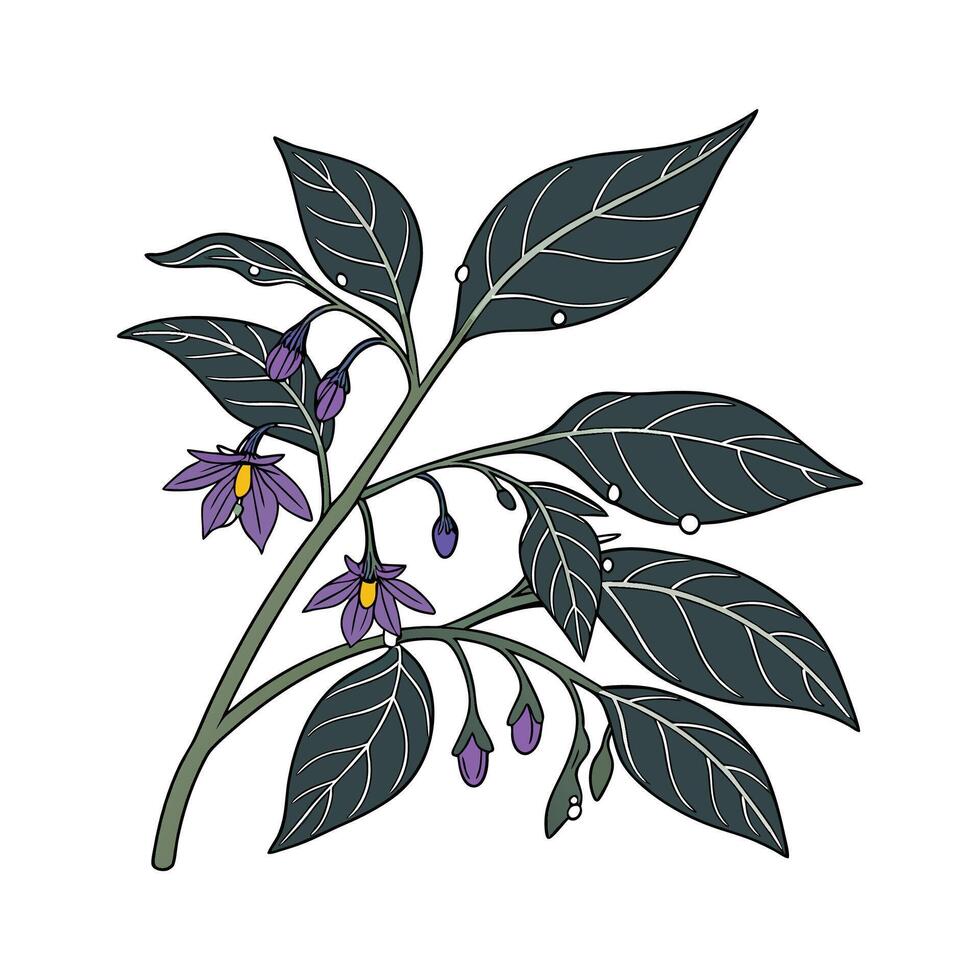 Charming Nightshade Design vector