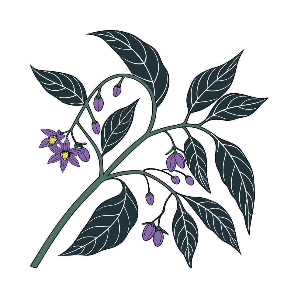 Vibrant Nightshade Floral Design vector