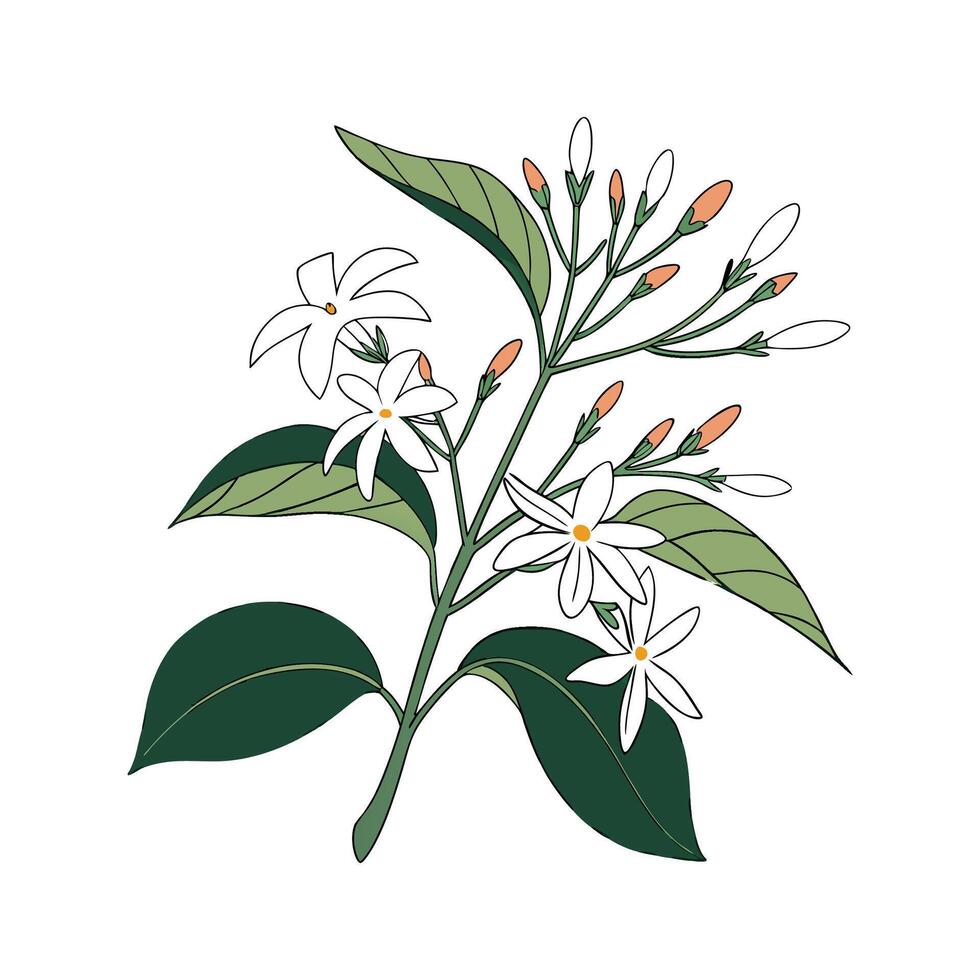 Elegant Nyctanthes Flower Design vector